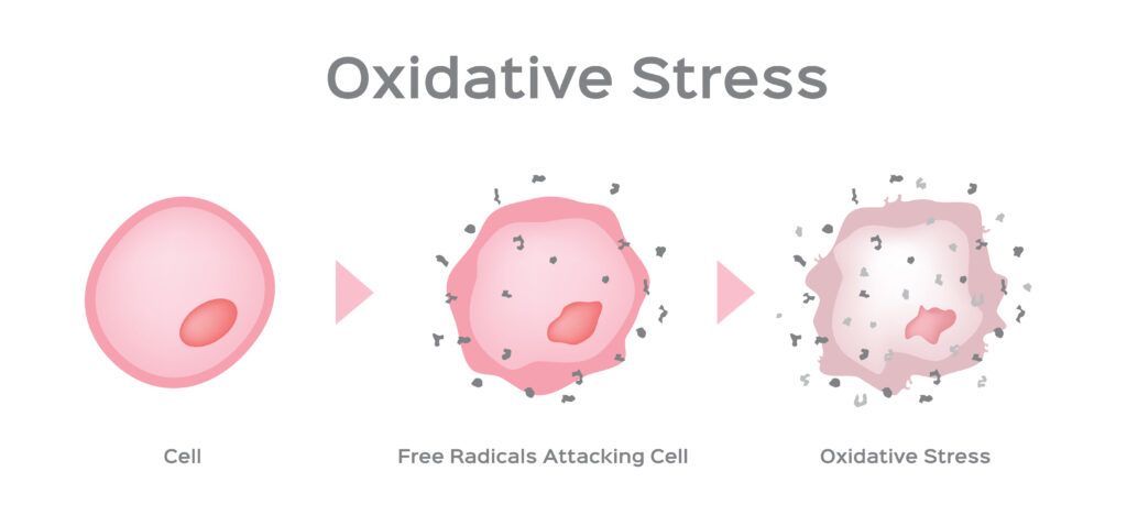 estresse oxidativo